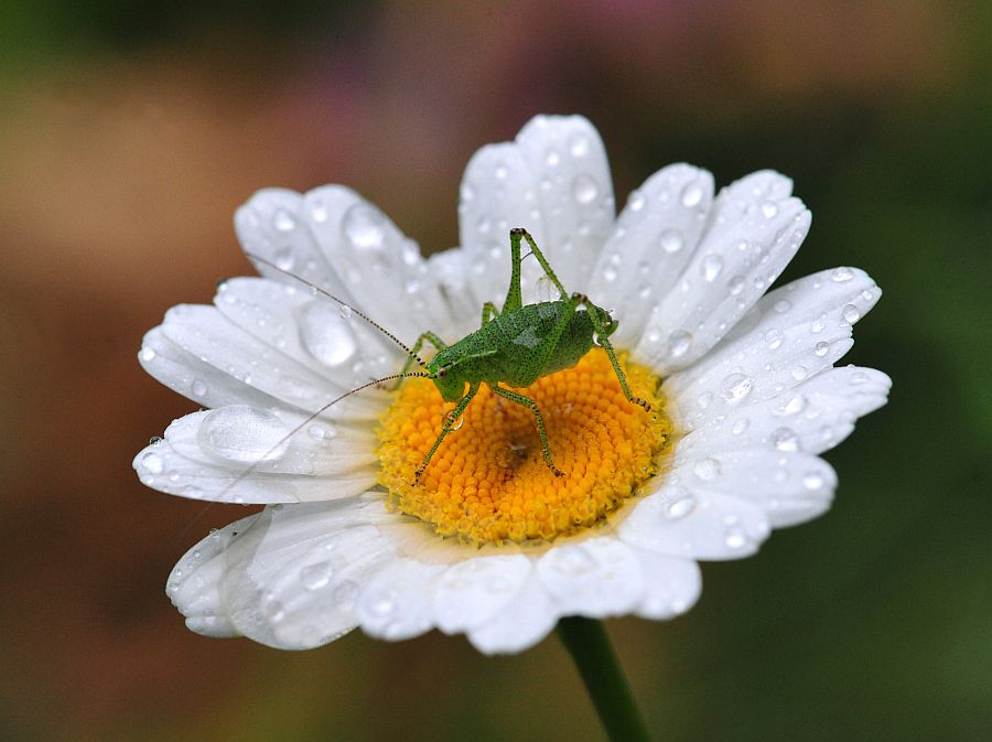 La vita in un fiore: terza parte